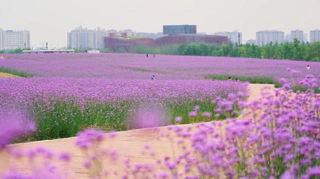 12条上海美丽乡村春夏季休闲旅游线路，等你来打卡