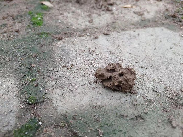  红火蚁蚁巢的一小块，为蜂窝状。摄影：翟星理