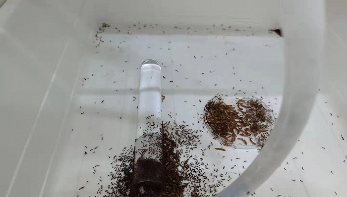  吕利华实验中饲养的红火蚁。摄影：翟星理