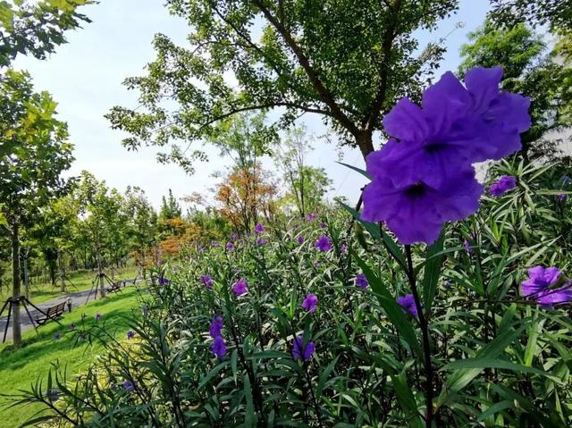 【探索】石榴花、金鸡菊……临空音乐公园的美景又“上新”了！