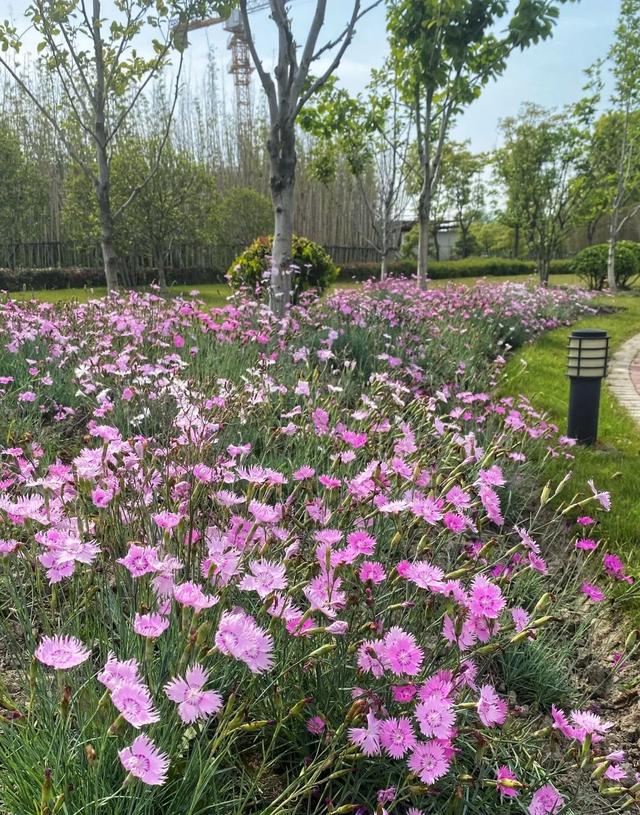 【探索】石榴花、金鸡菊……临空音乐公园的美景又“上新”了！