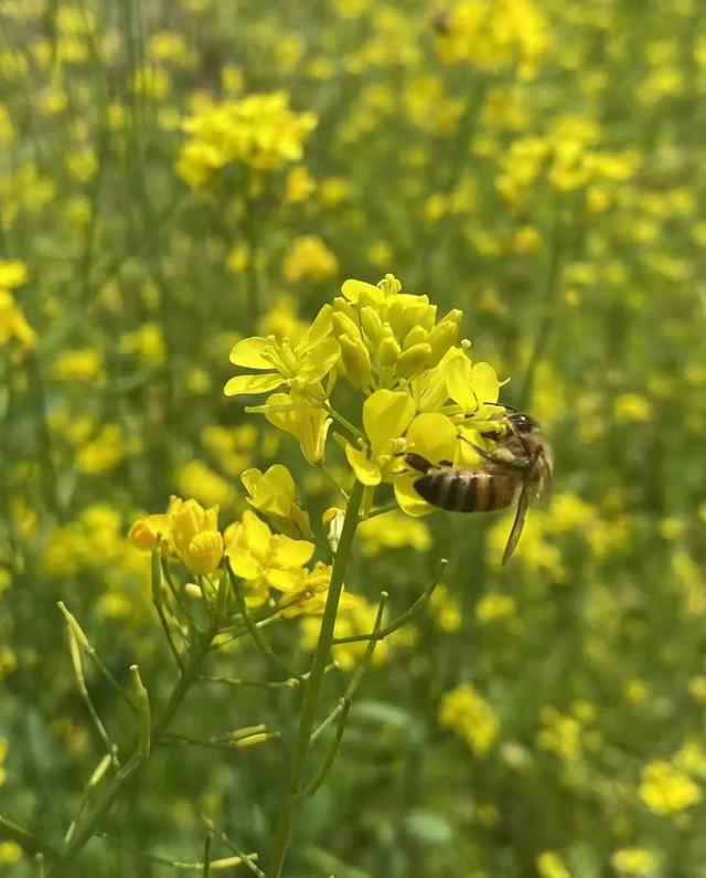 【探索】石榴花、金鸡菊……临空音乐公园的美景又“上新”了！