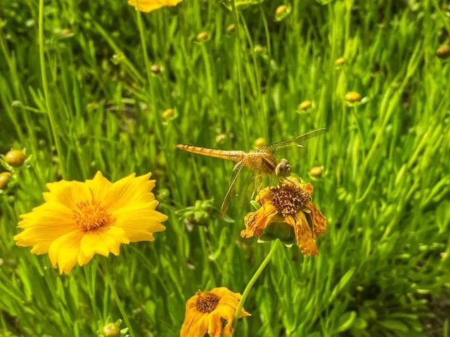 【探索】石榴花、金鸡菊……临空音乐公园的美景又“上新”了！